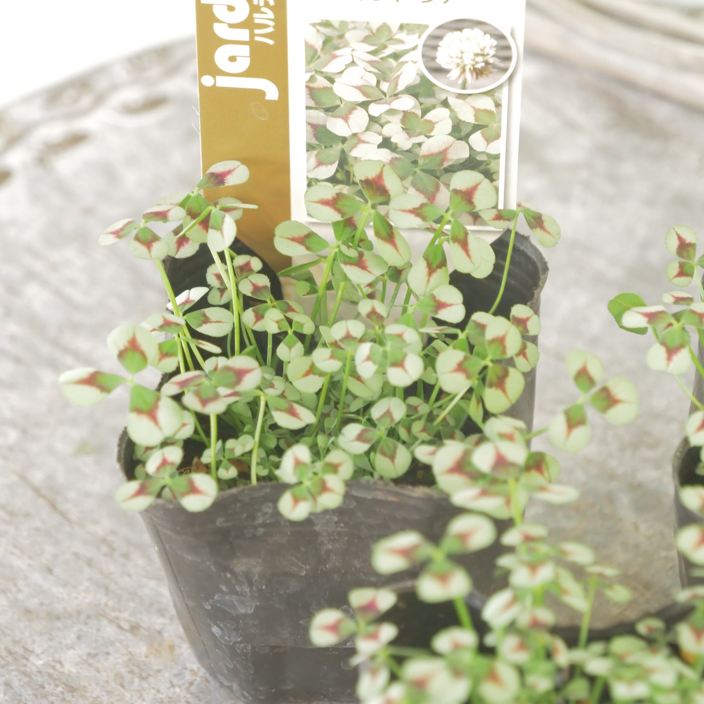 クローバー【シアー】