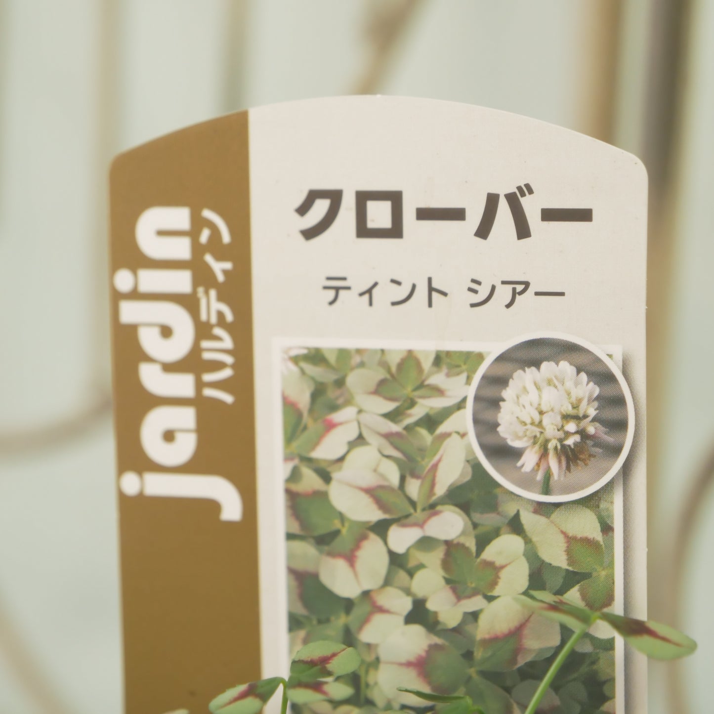 クローバー【シアー】