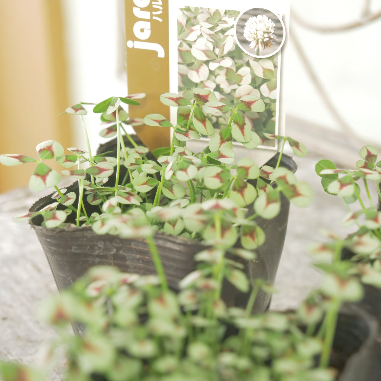 クローバー【シアー】