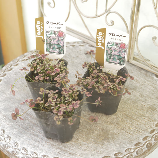 クローバー【ロゼ】