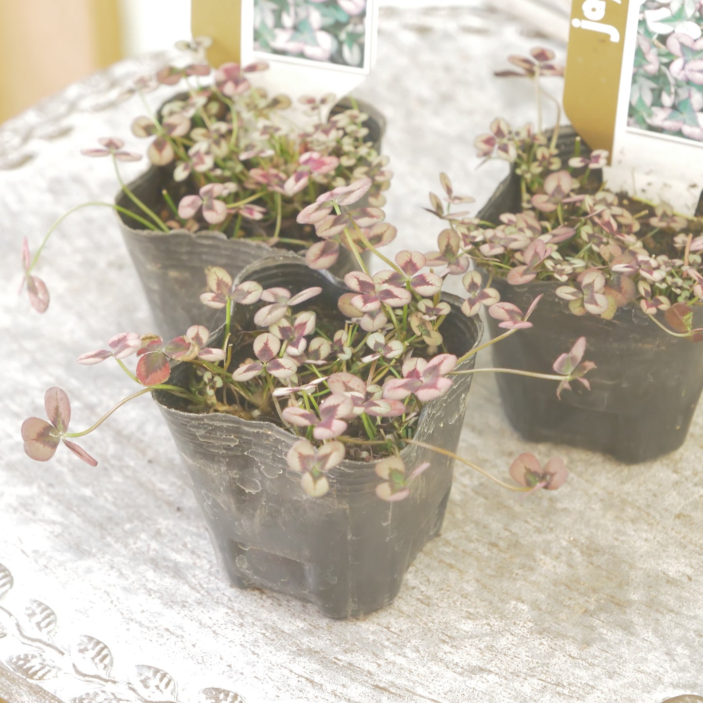 クローバー【ロゼ】