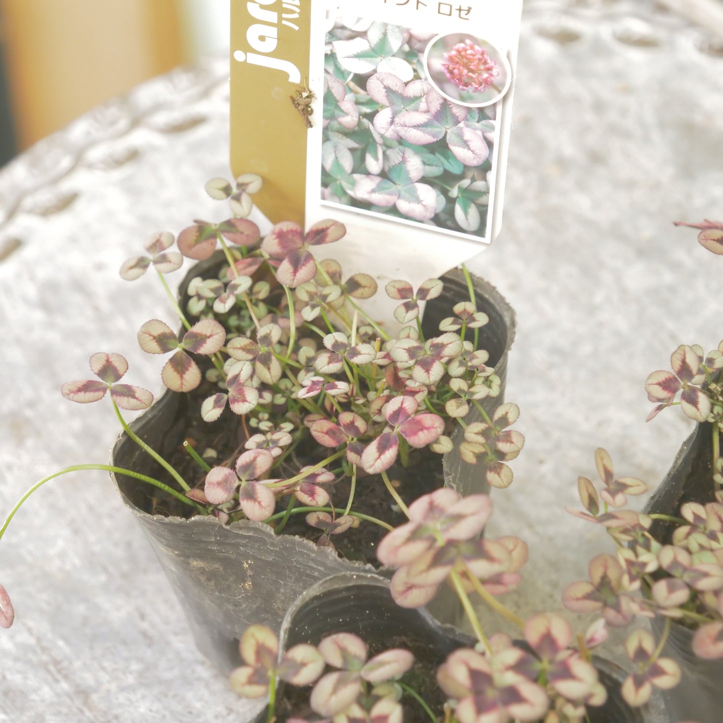 クローバー【ロゼ】