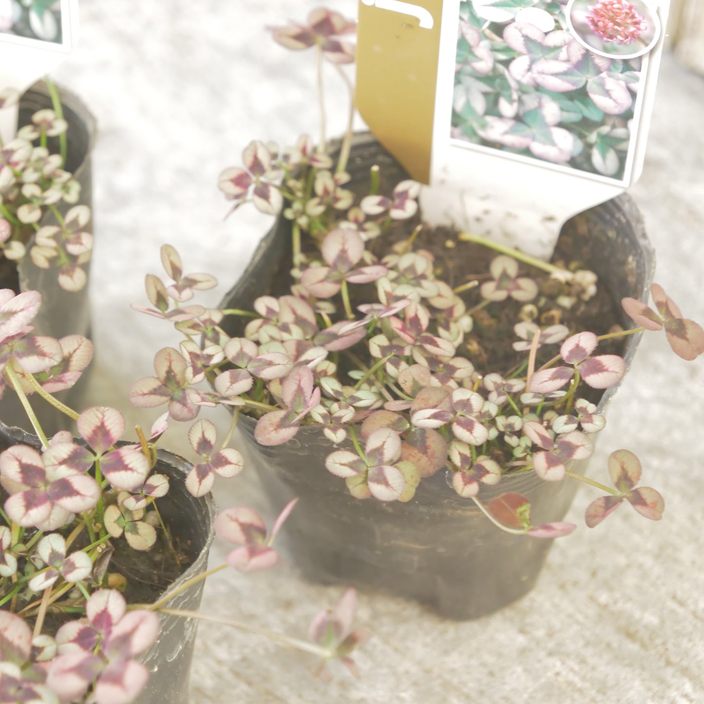 クローバー【ロゼ】