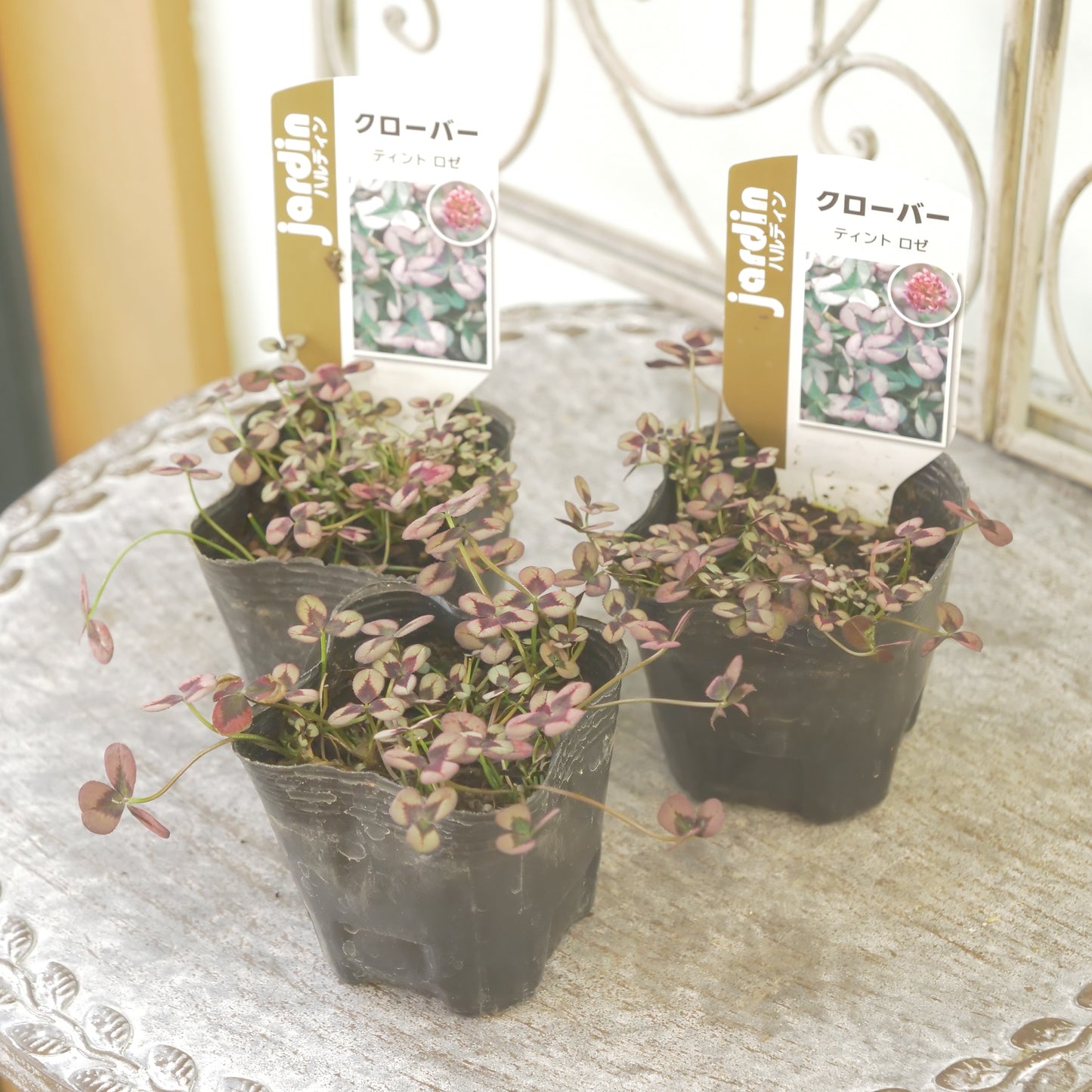 クローバー【ロゼ】