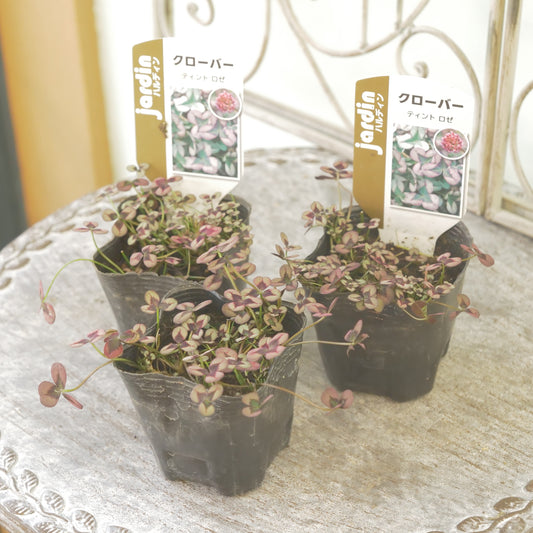 クローバー【ロゼ】