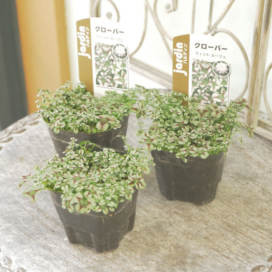 クローバー【ルージュ】