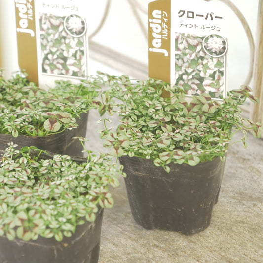 クローバー【ルージュ】