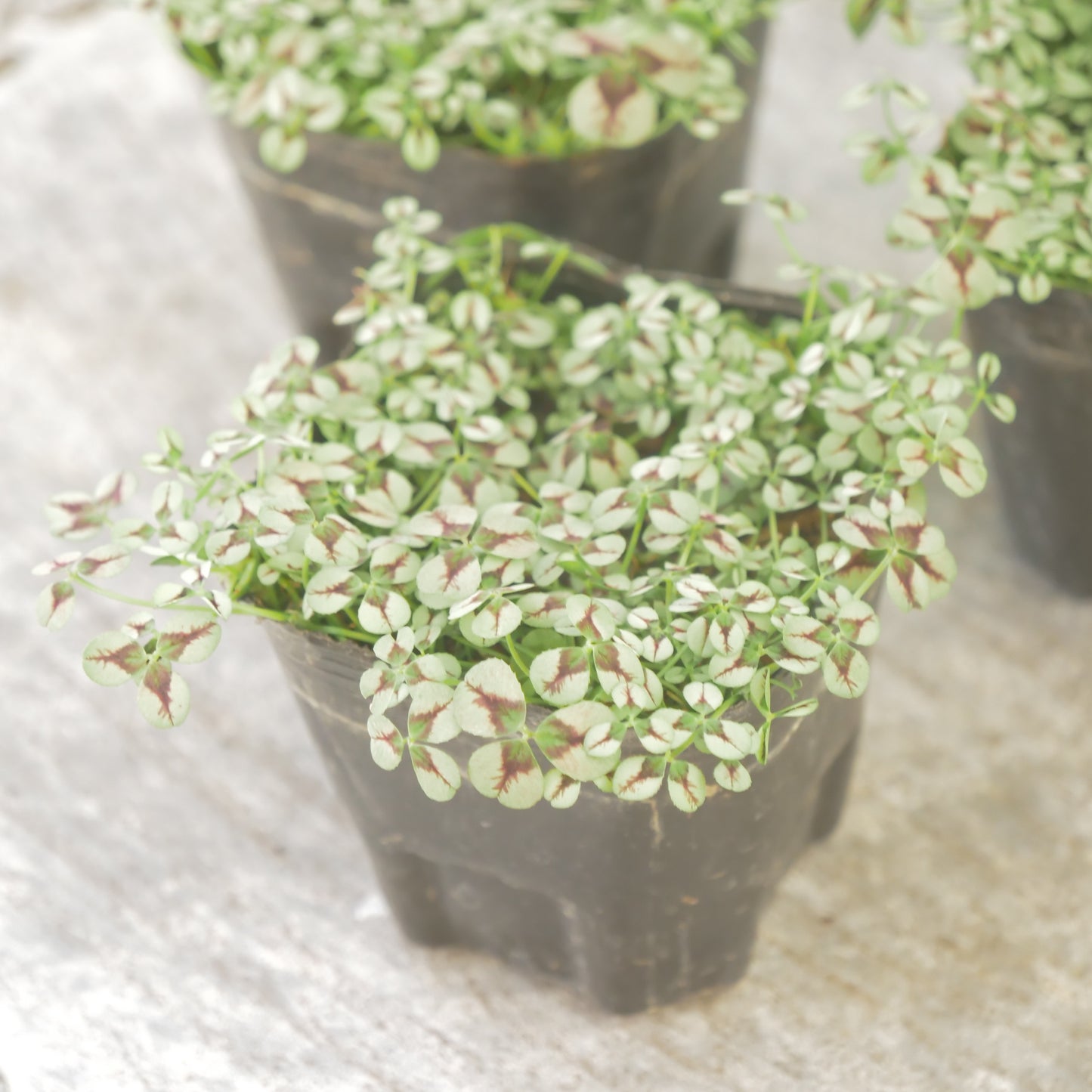 クローバー【ルージュ】