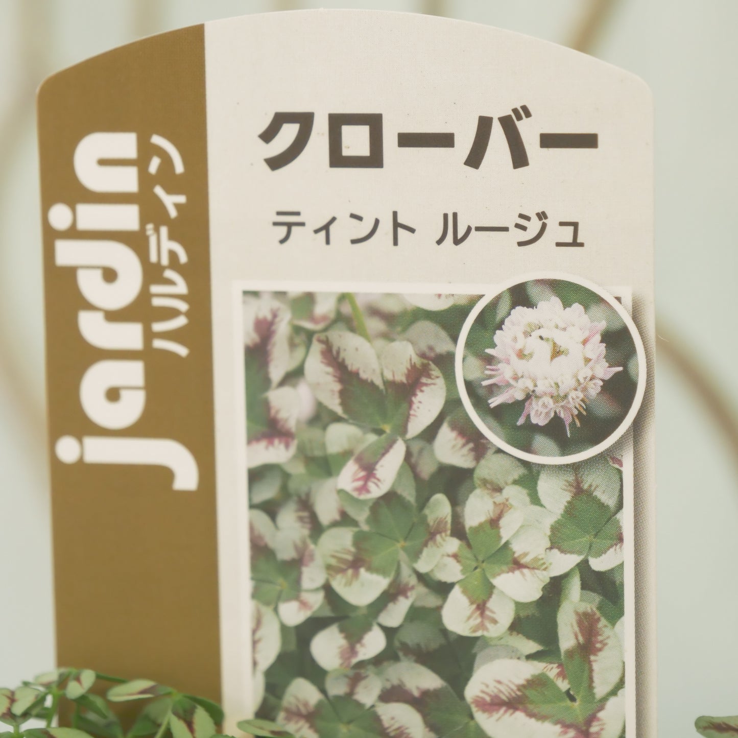 クローバー【ルージュ】