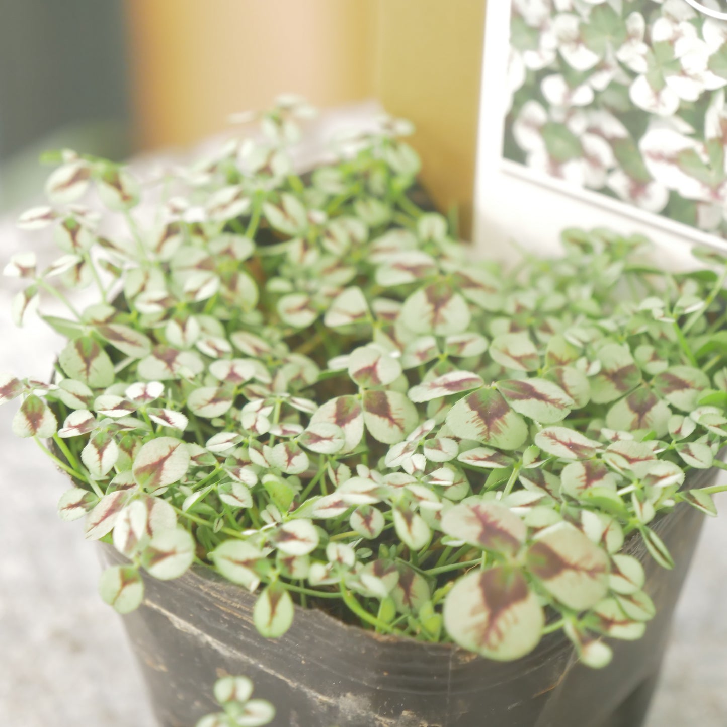 クローバー【ルージュ】