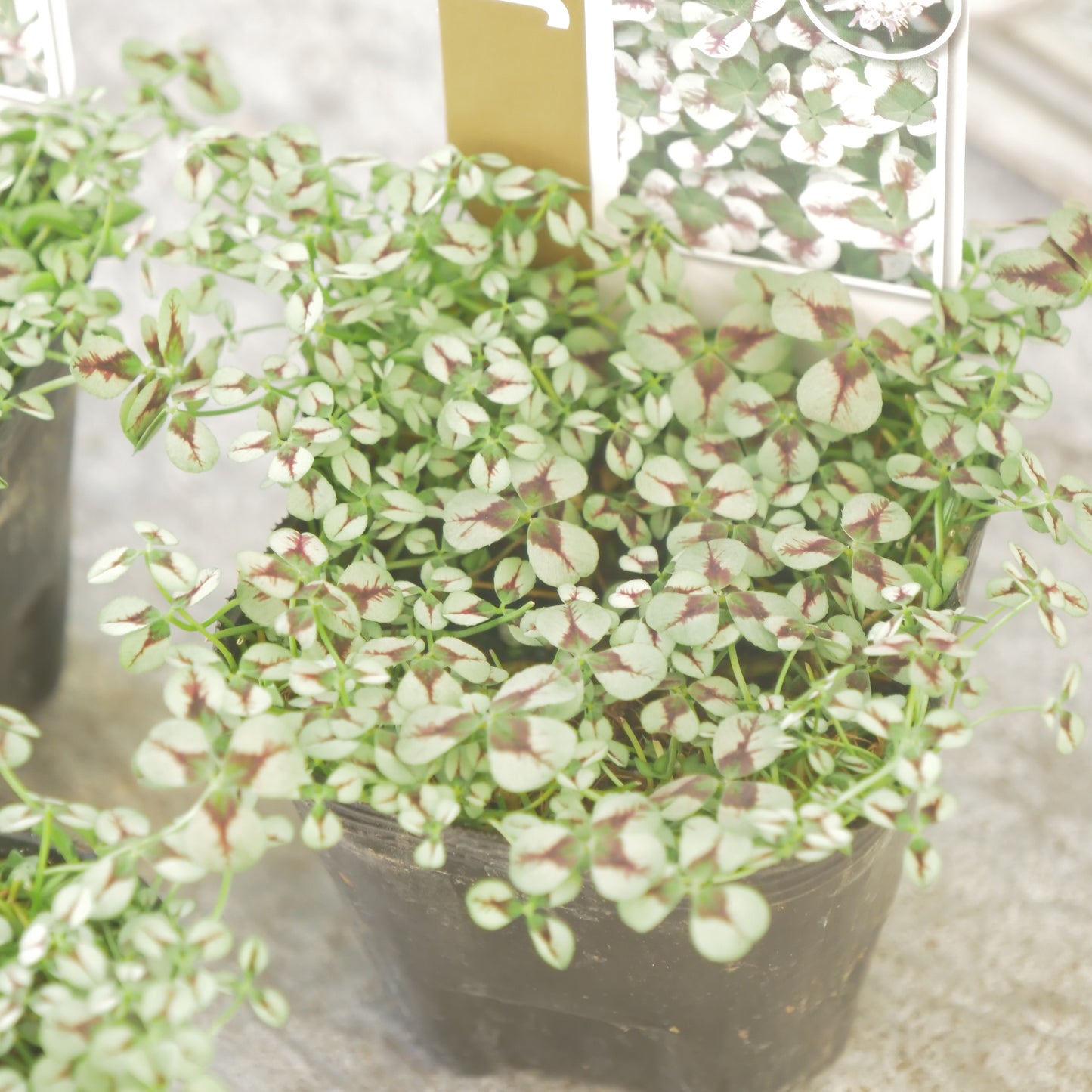 クローバー【ルージュ】