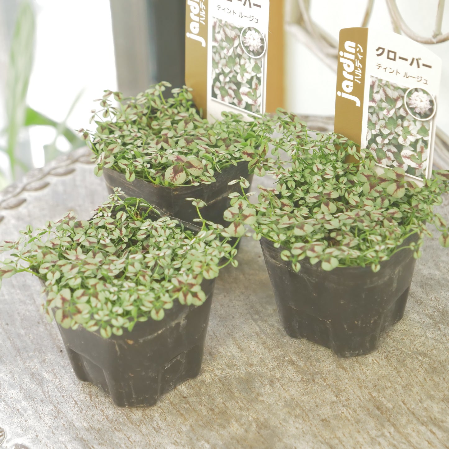 クローバー【ルージュ】