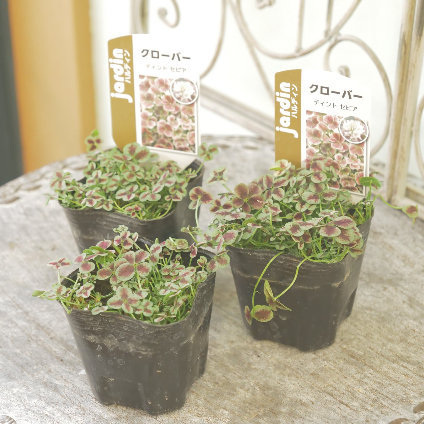 クローバー【セピア】