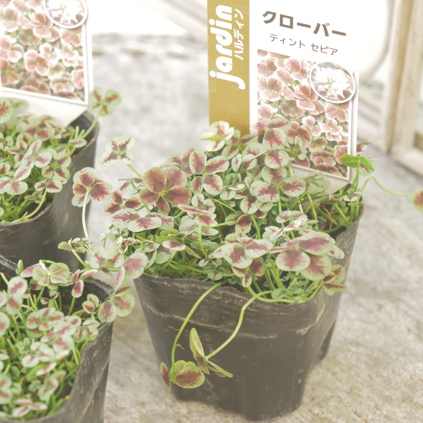 クローバー【セピア】