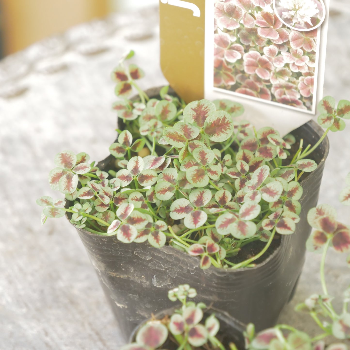 クローバー【セピア】