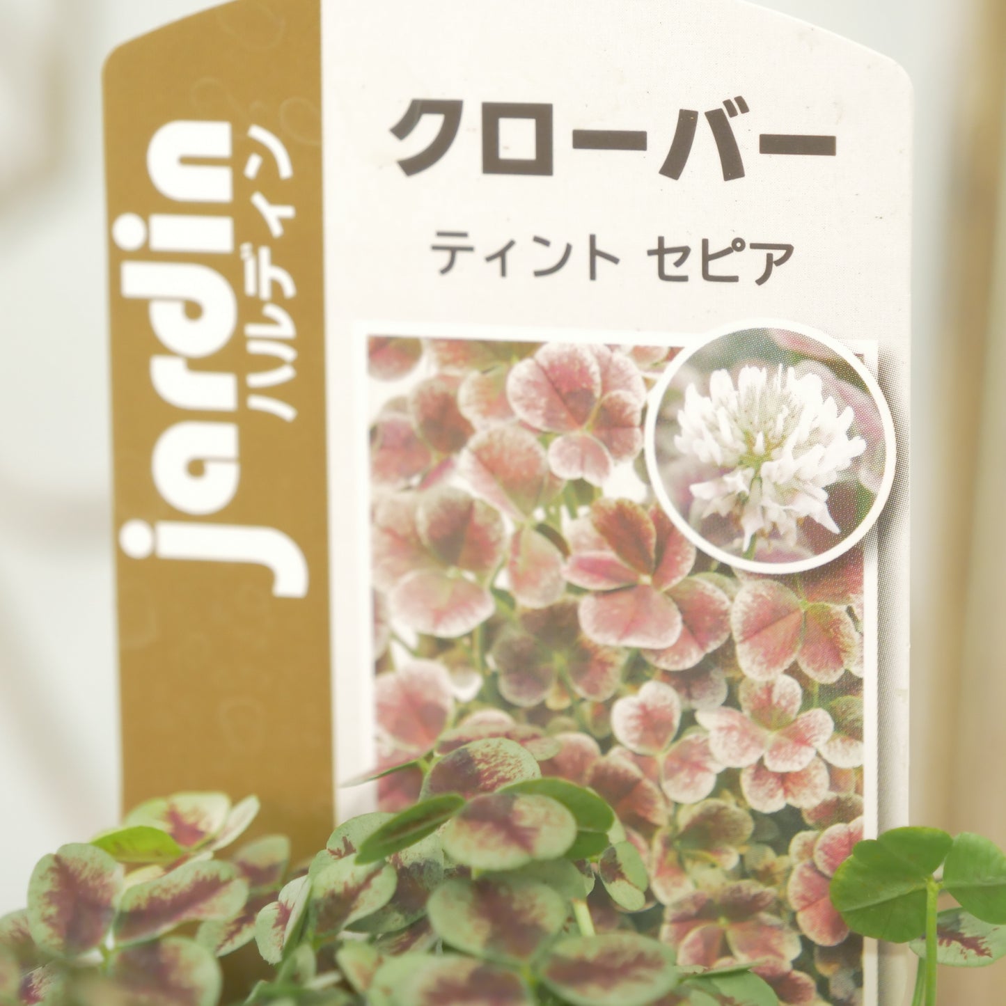 クローバー【セピア】