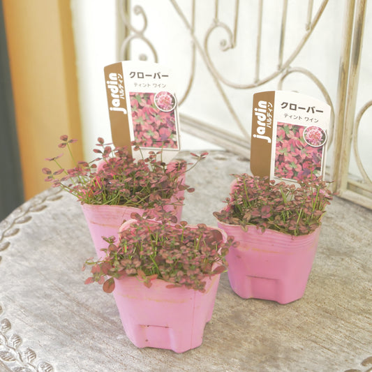 クローバー【ワイン】