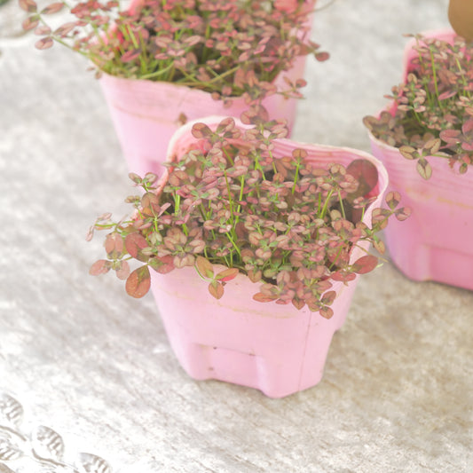 クローバー【ワイン】