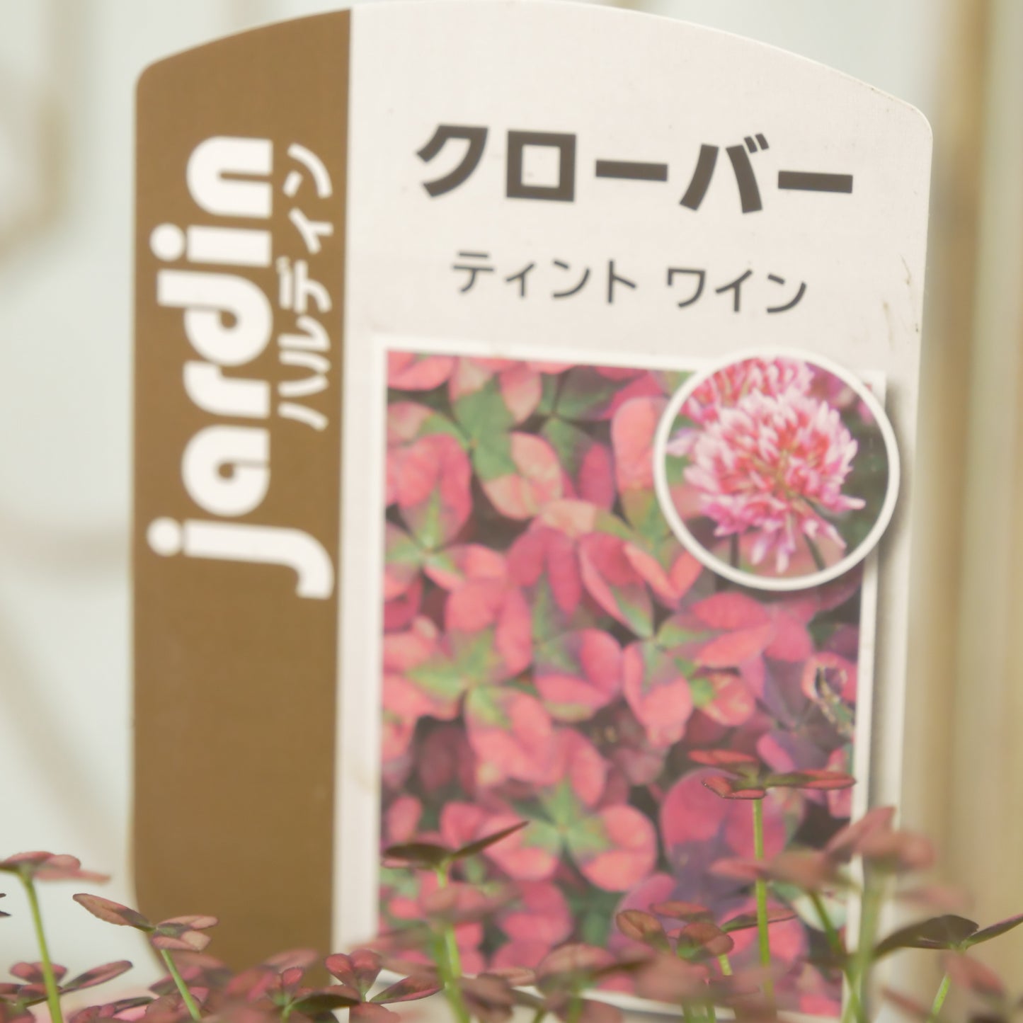 クローバー【ワイン】