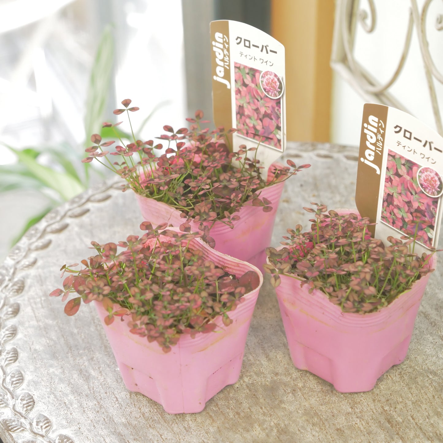 クローバー【ワイン】