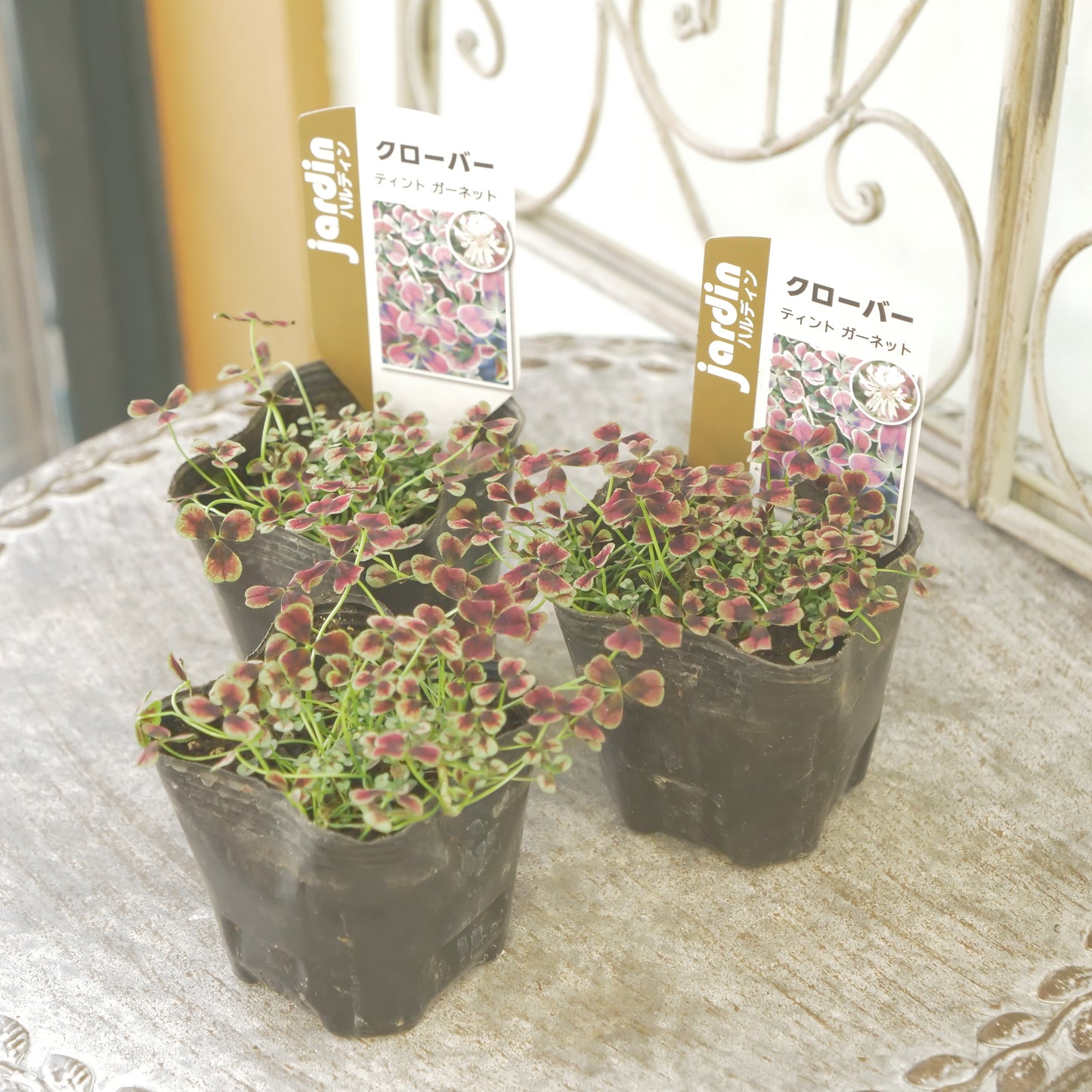 クローバー【ガーネット】