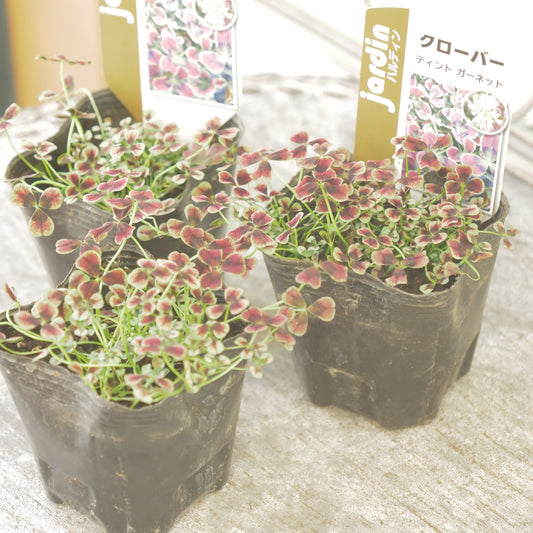 クローバー【ガーネット】