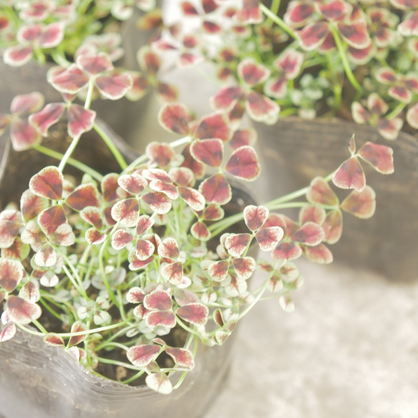 クローバー【ガーネット】