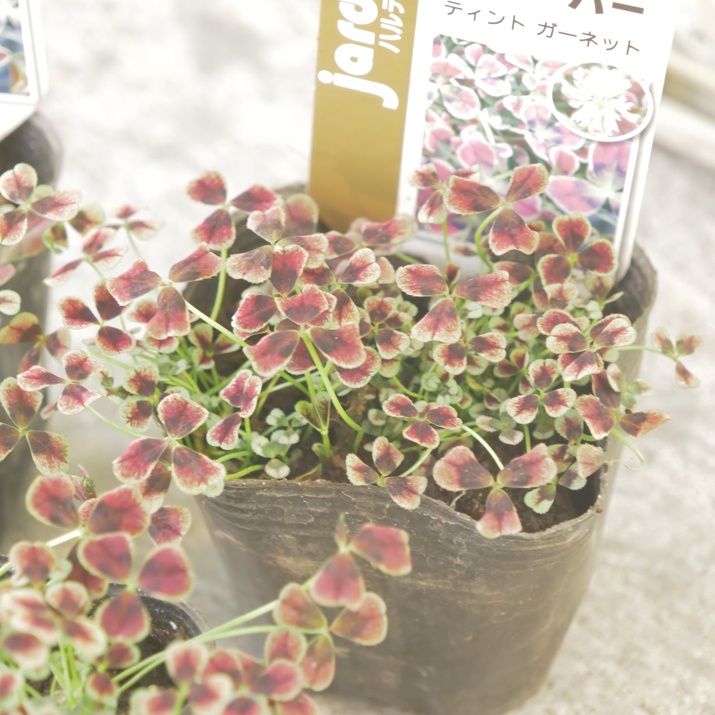 クローバー【ガーネット】