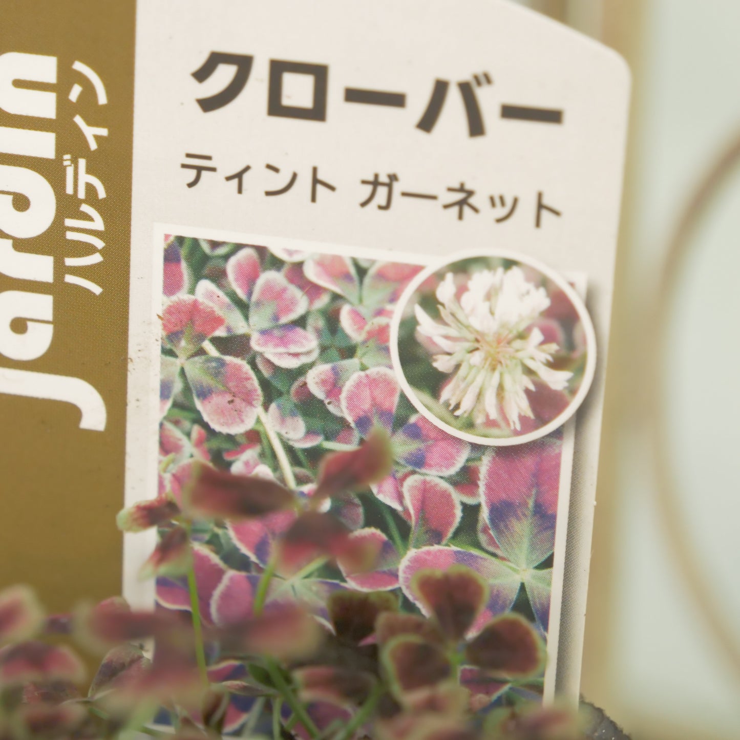 クローバー【ガーネット】