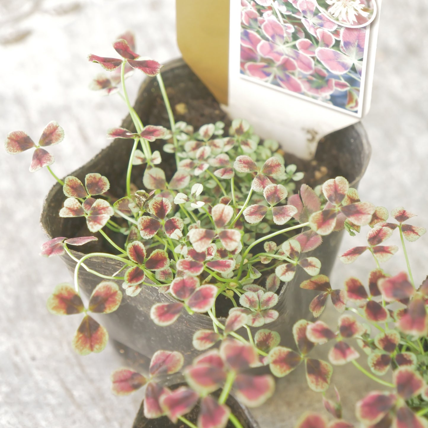 クローバー【ガーネット】