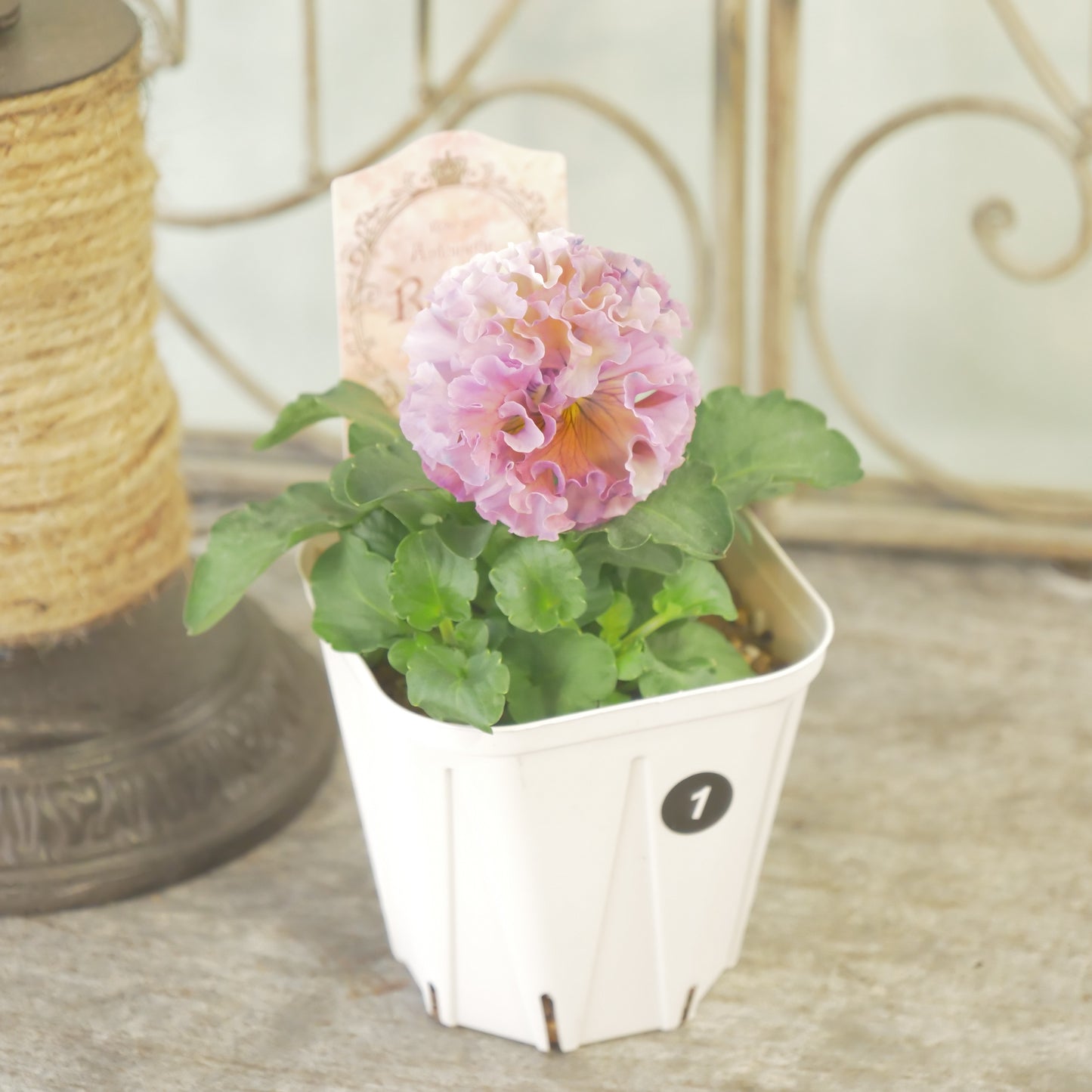 【ローブ・ドゥ・アントワネット　ロココ】 ①　【お一人様３ポットまで。】