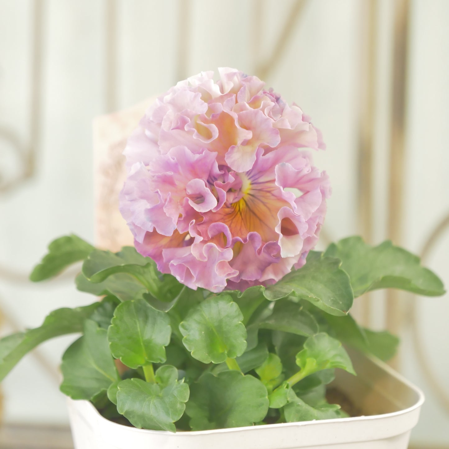 【ローブ・ドゥ・アントワネット　ロココ】 ①　【お一人様３ポットまで。】