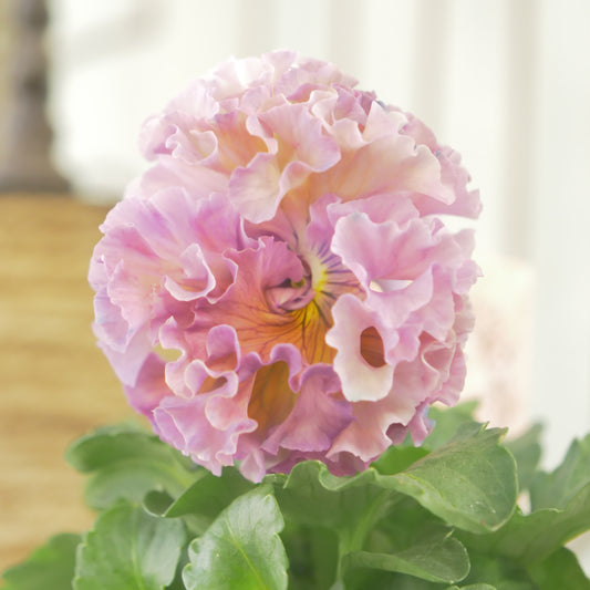 【ローブ・ドゥ・アントワネット　ロココ】 ①　【お一人様３ポットまで。】