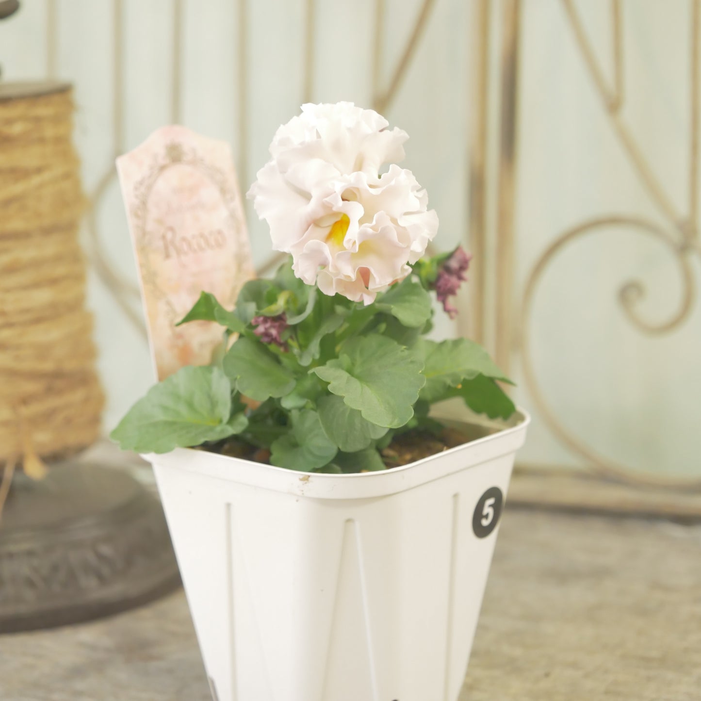 【ローブ・ドゥ・アントワネット　ロココ】 ⑤【お一人様３ポットまで。】