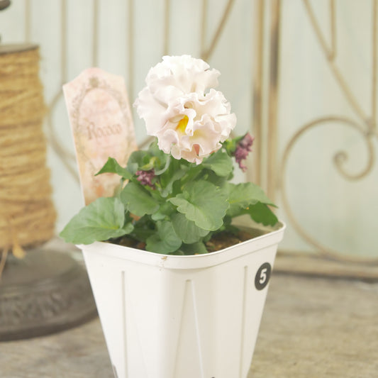 【ローブ・ドゥ・アントワネット　ロココ】 ⑤【お一人様３ポットまで。】