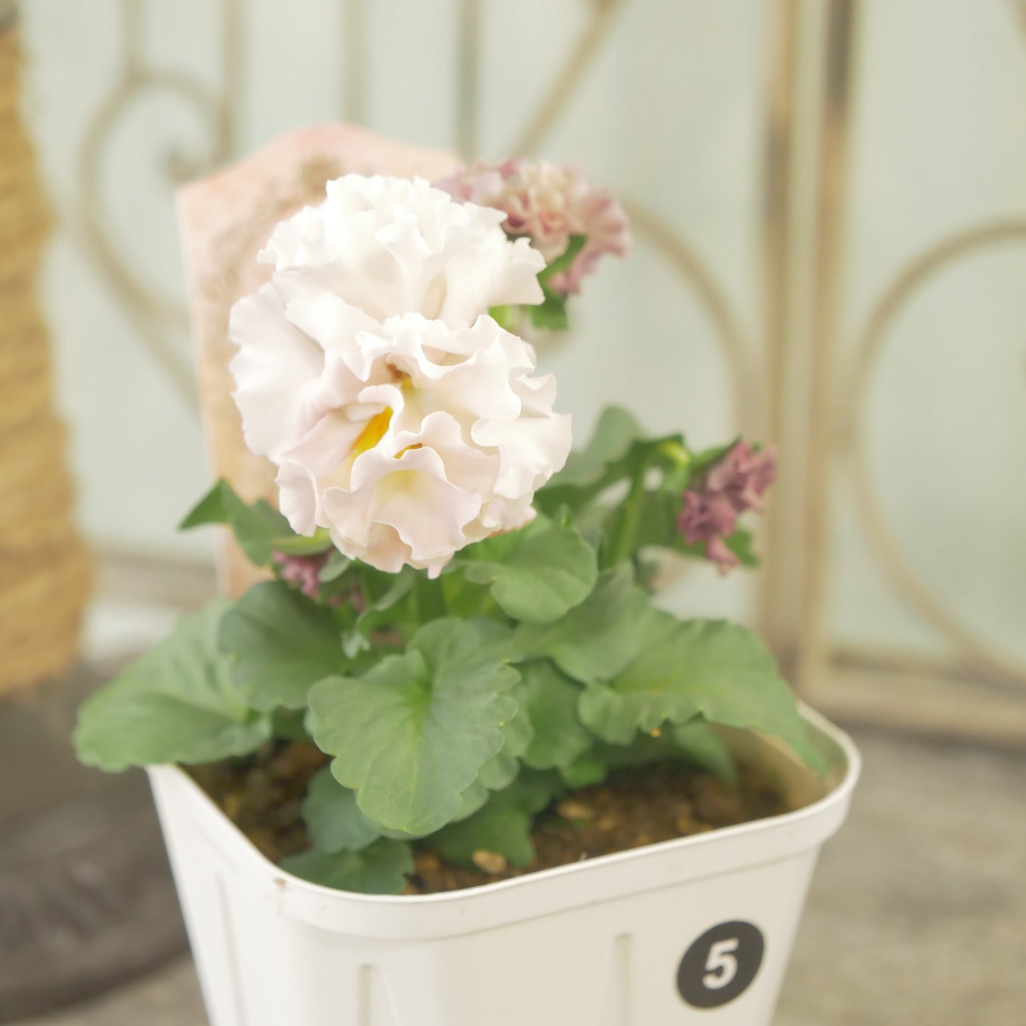 【ローブ・ドゥ・アントワネット　ロココ】 ⑤【お一人様３ポットまで。】