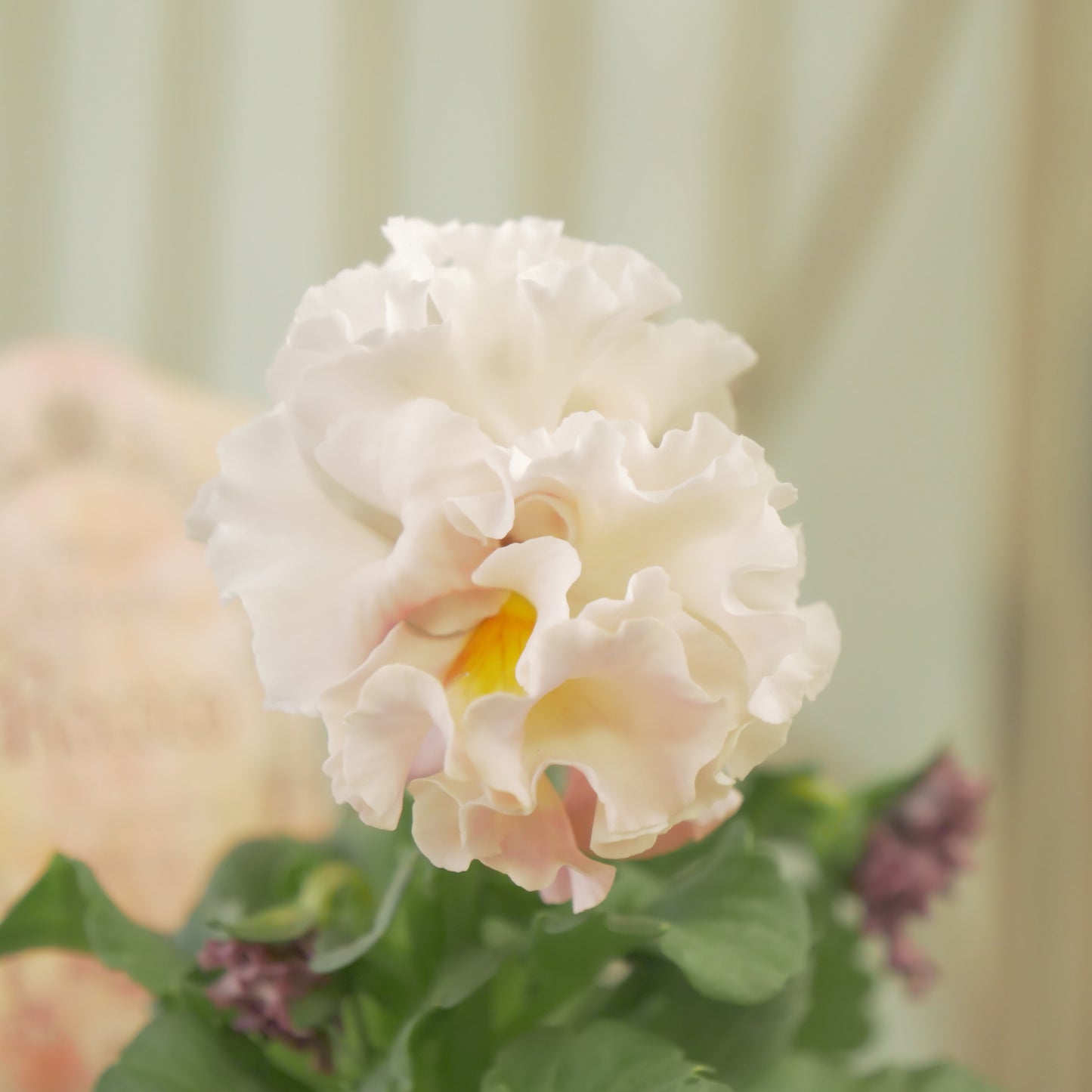 【ローブ・ドゥ・アントワネット　ロココ】 ⑤【お一人様３ポットまで。】