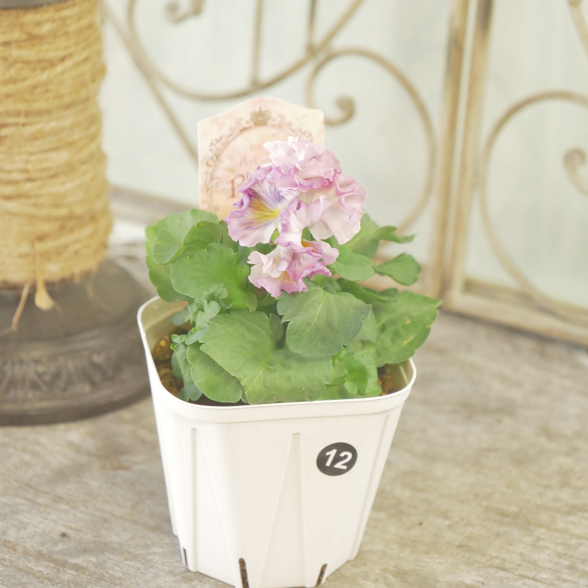 ローブ・ドゥ・アントワネット ロココ】 ⑫【お一人様3ポットまで