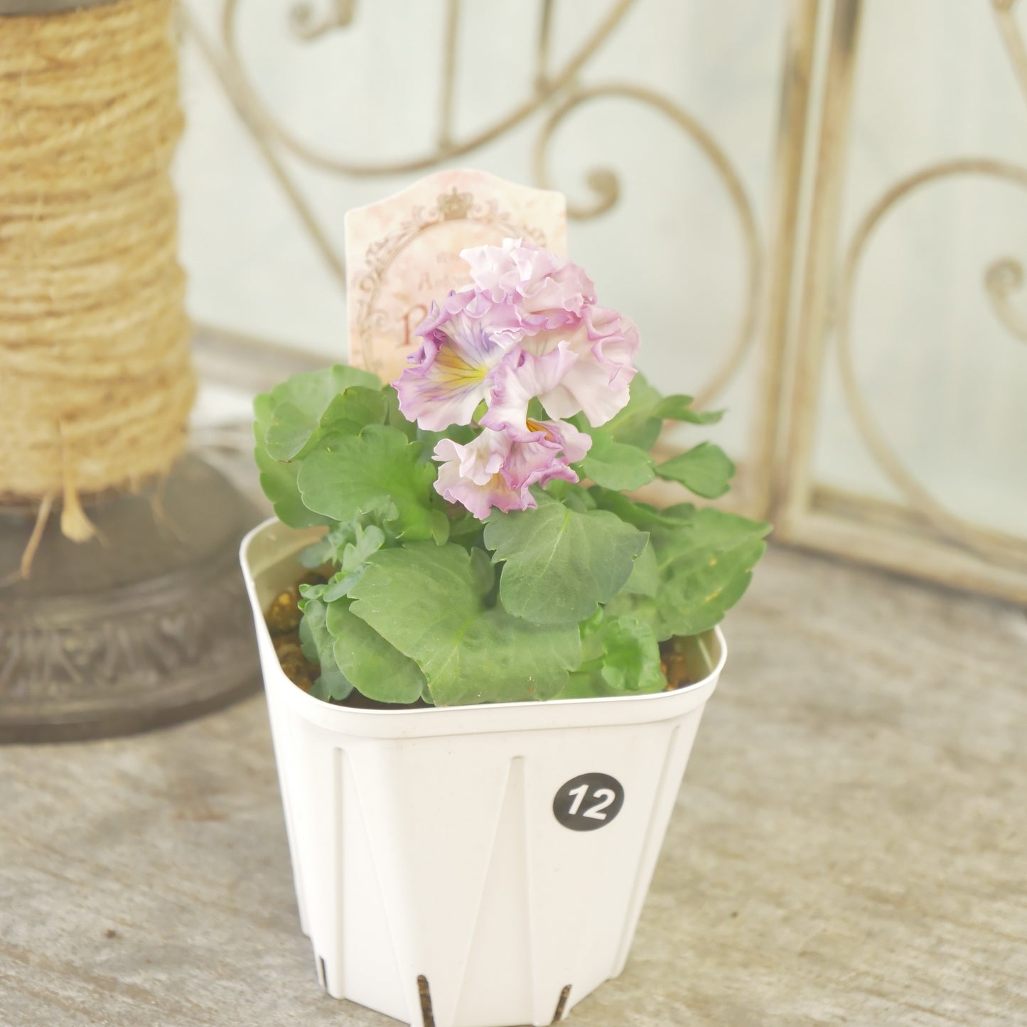 【ローブ・ドゥ・アントワネット　ロココ】 ⑫【お一人様３ポットまで。】