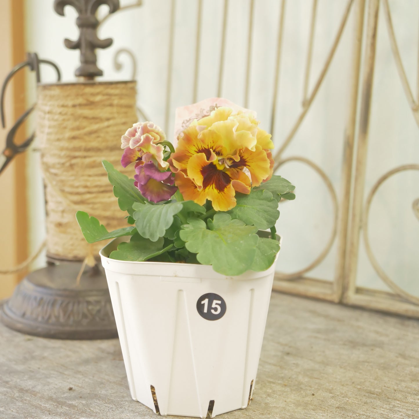 【ローブ・ドゥ・アントワネット　ロココ】 ⑮【お一人様３ポットまで。】