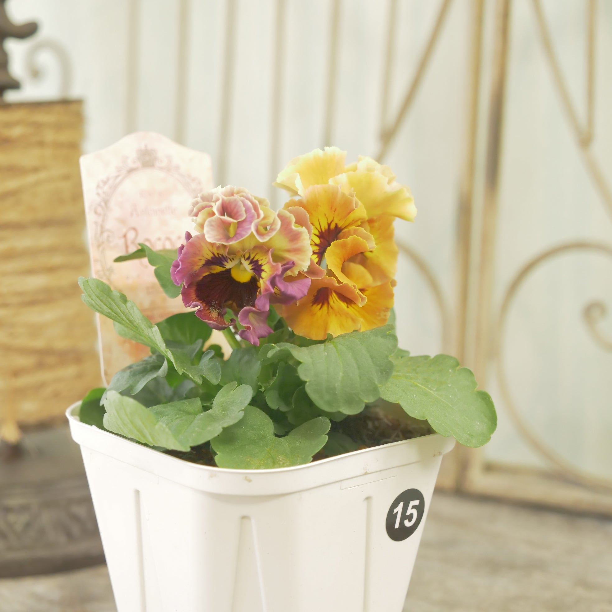 ローブ・ドゥ・アントワネット ロココ】 ⑮【お一人様3ポットまで