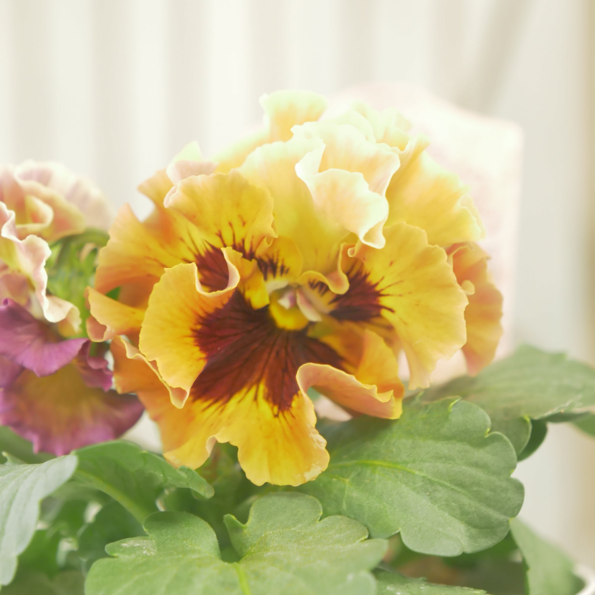 ローブ・ドゥ・アントワネット ロココ】 ⑮【お一人様3ポットまで