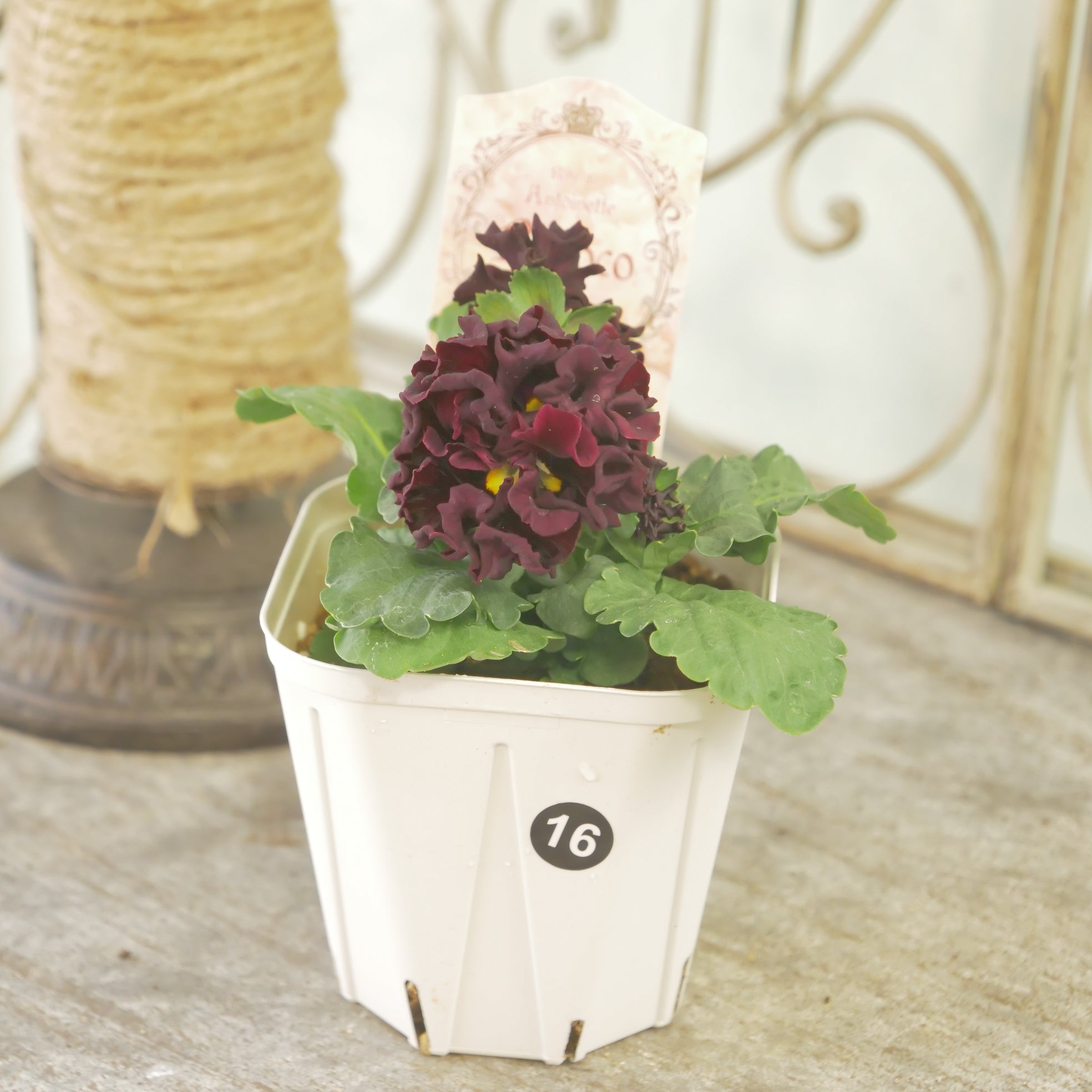 ローブ・ドゥ・アントワネット ロココ】 ⑯【お一人様3ポットまで