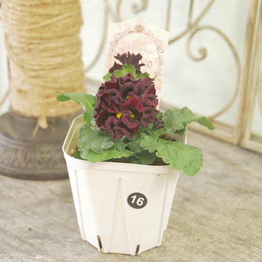 【ローブ・ドゥ・アントワネット　ロココ】 ⑯【お一人様３ポットまで。】