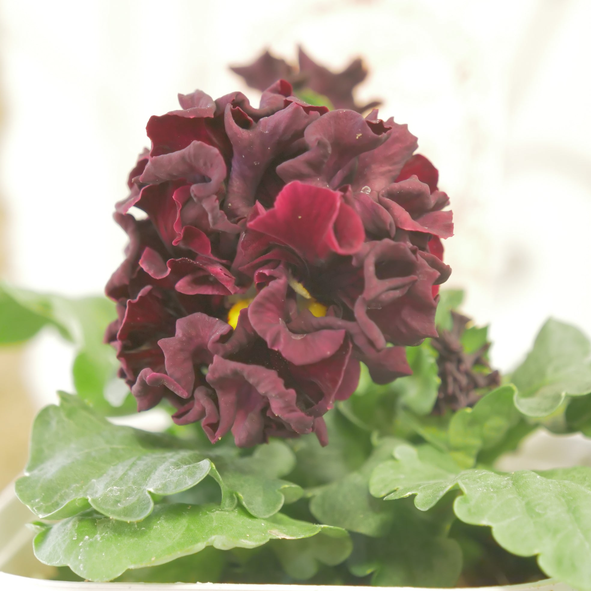 新着商品 – flower magic