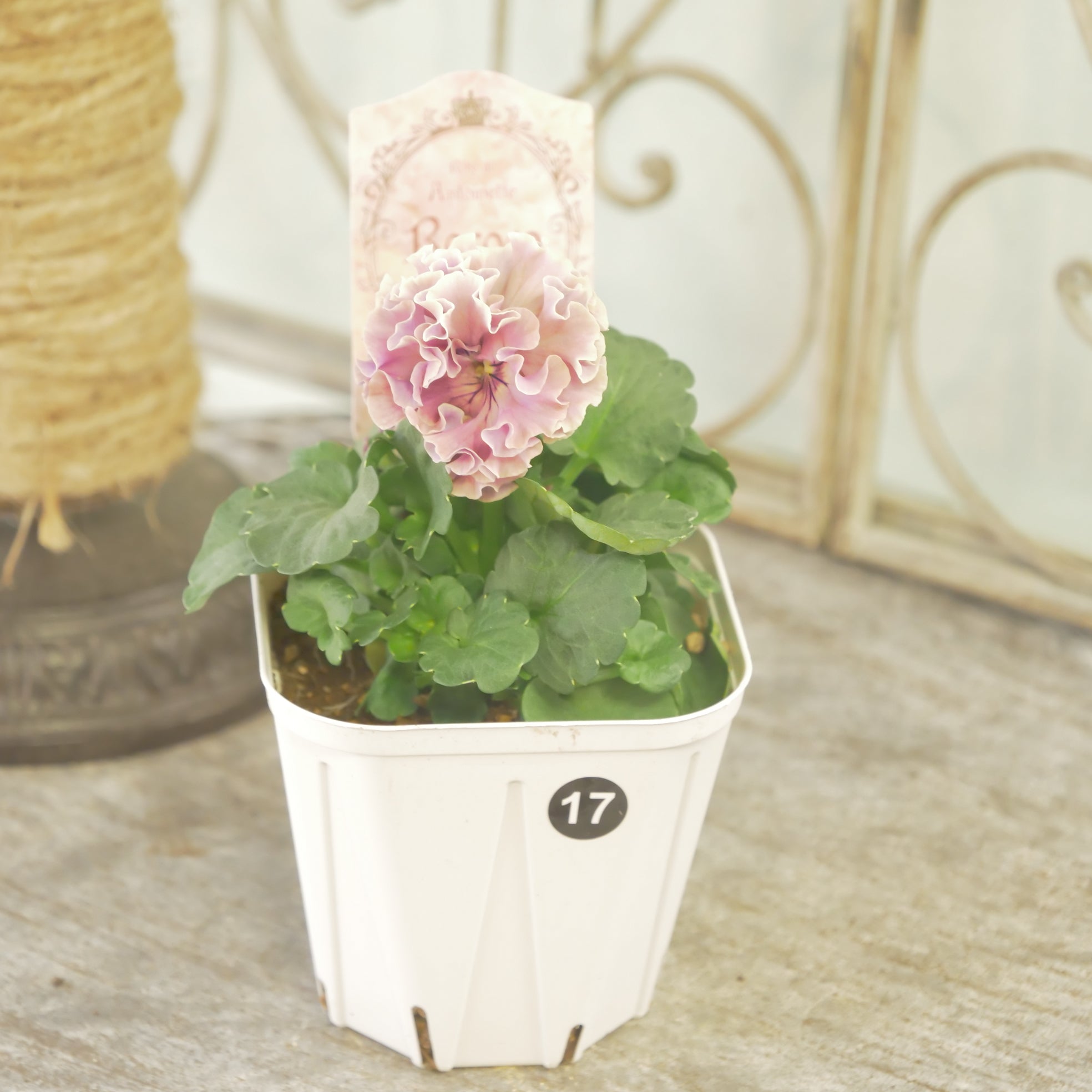 ローブ・ドゥ・アントワネット ロココ】 ⑰【お一人様3ポットまで