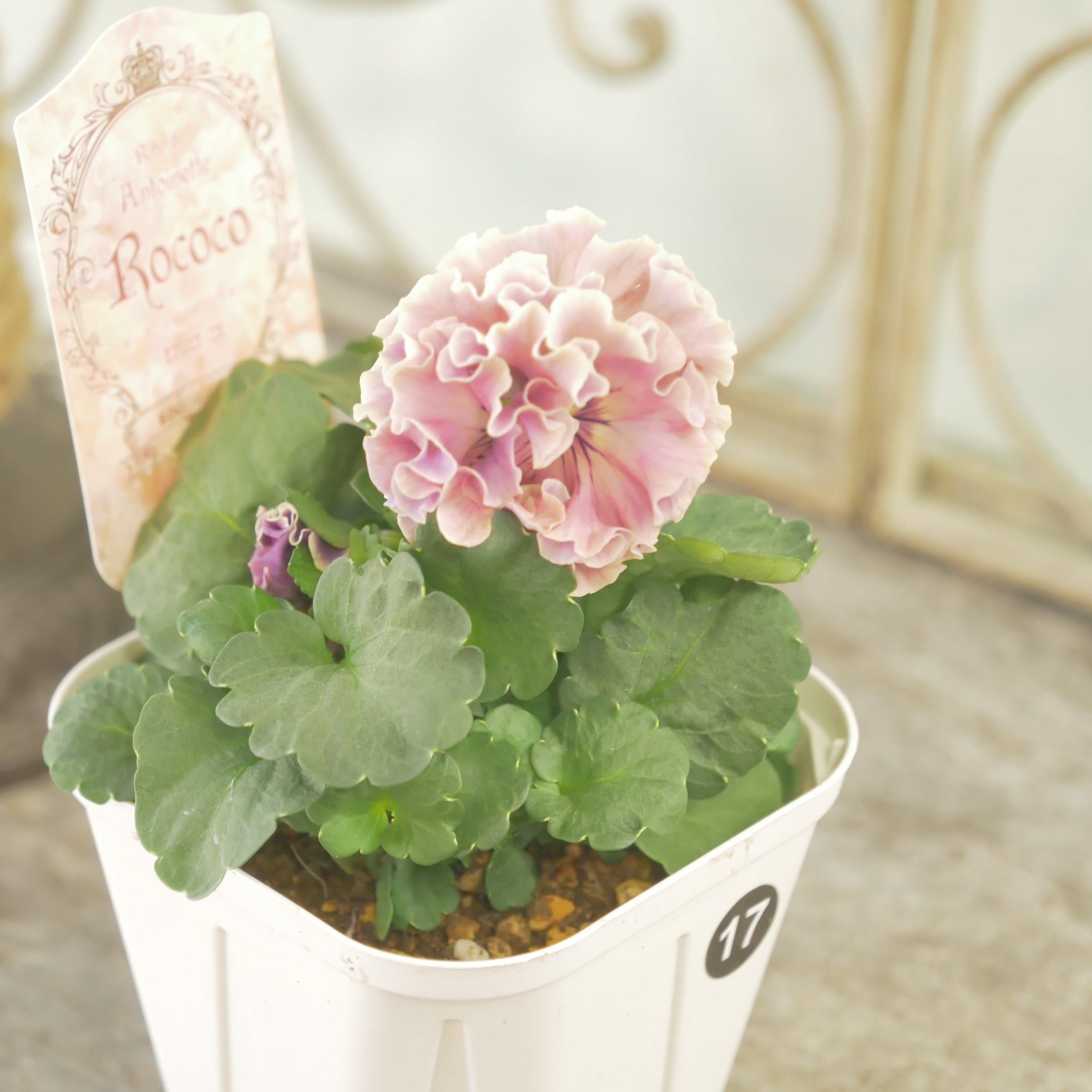 ローヴドゥアントワネット：ロココ ローブ・ドゥ・アントワネット ロココ】 ⑰【お一人様3ポットまで