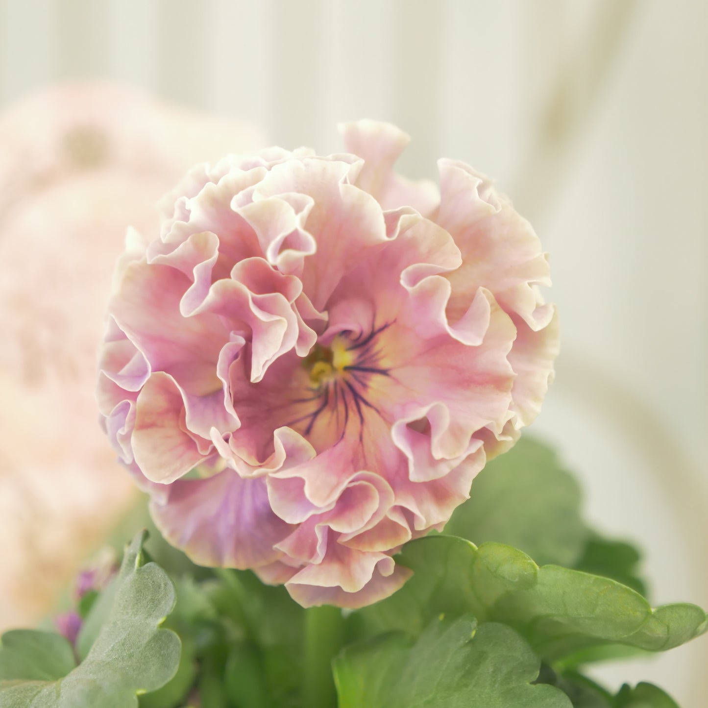 【ローブ・ドゥ・アントワネット　ロココ】 ⑰【お一人様３ポットまで。】