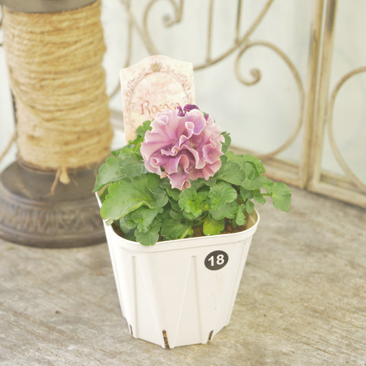 【ローブ・ドゥ・アントワネット　ロココ】 ⑱【お一人様３ポットまで。】