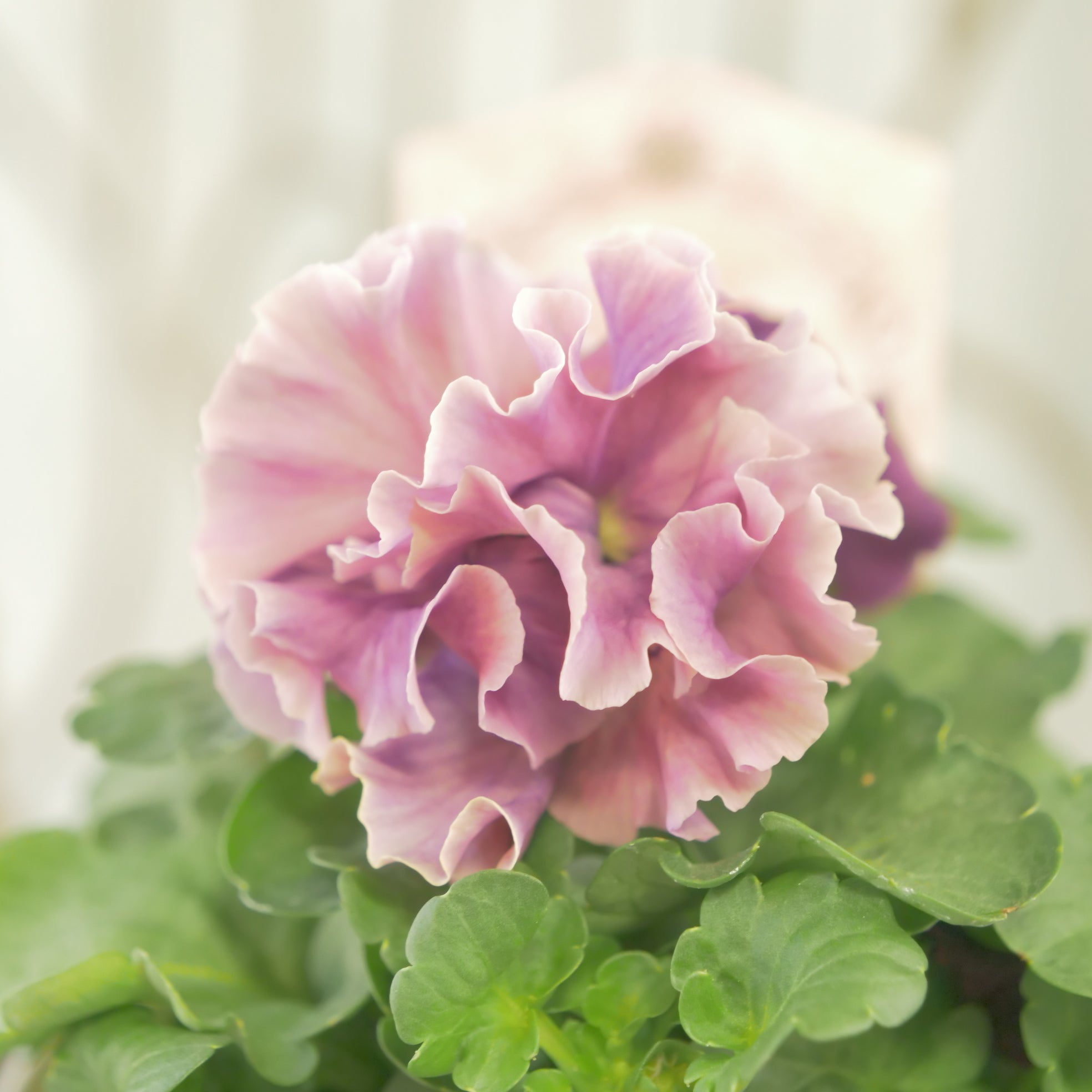 新着商品 – flower magic